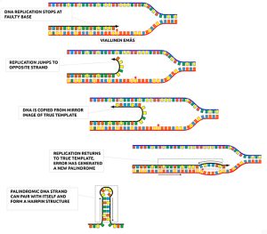 Grafische Darstellung des Fehler-Mechanismus bei der DNA-Replikation