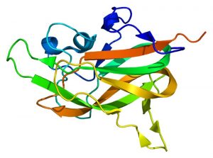 Neuropilin-1
