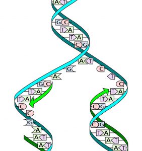 DNA