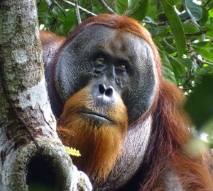 Foto des männlichen Orang-Utans namens Rakus mit verheilter Wunde