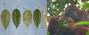 Bilder der Pflanzenblätter und von dem Orang-Utan beim Fressen