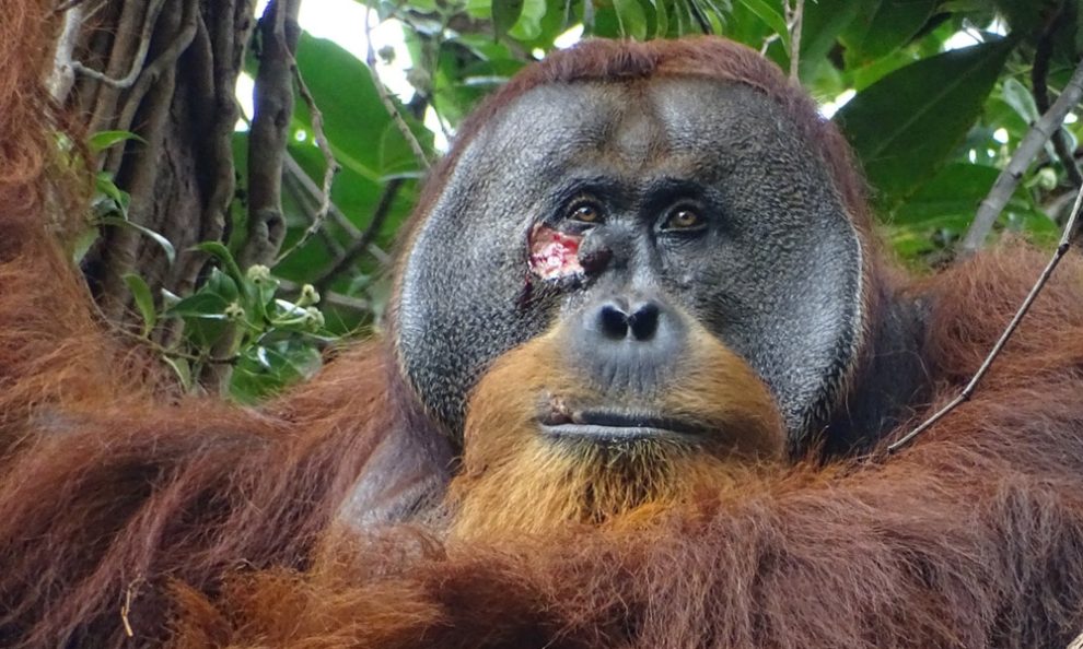 Foto des männlichen Orang-Utans namens Rakus mit einer Wunde im Gesicht