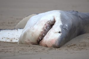 toter Weißer Hai