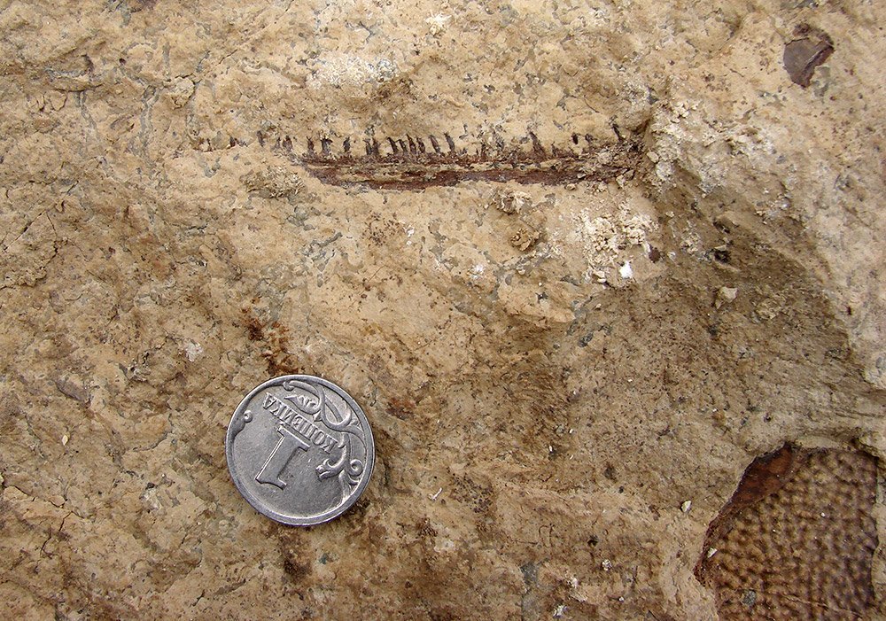 Parmastga-Fossil