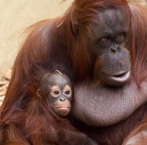 Orang-Utans