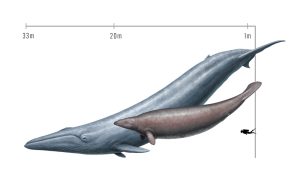 Blauwal-Perucetus-Vergleich
