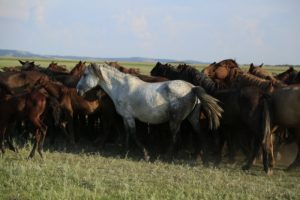 Kazakh-Pferde