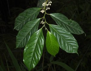 Medusanthera laxiflora