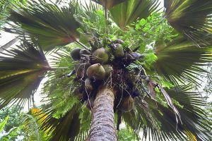Coco de Mer -Palme