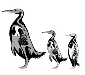 Größenvergleich Pinguine