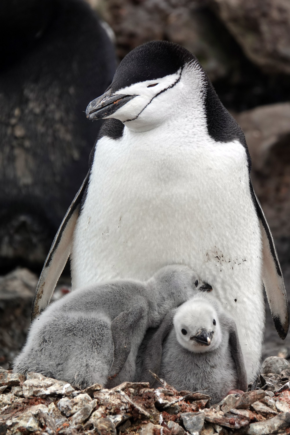 Pinguine entstanden auf versunkenem Kontinent - Spektrum der