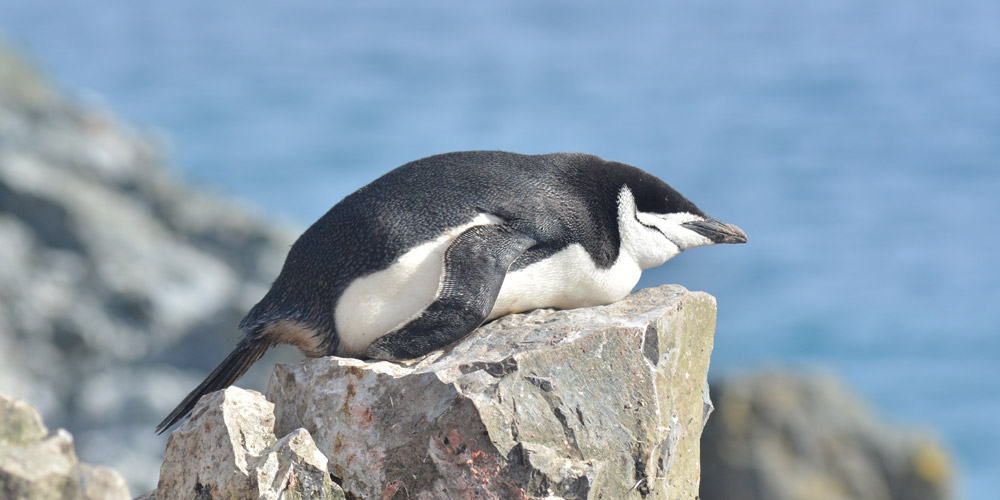 Pinguine erholen sich im Sekundenschlaf...