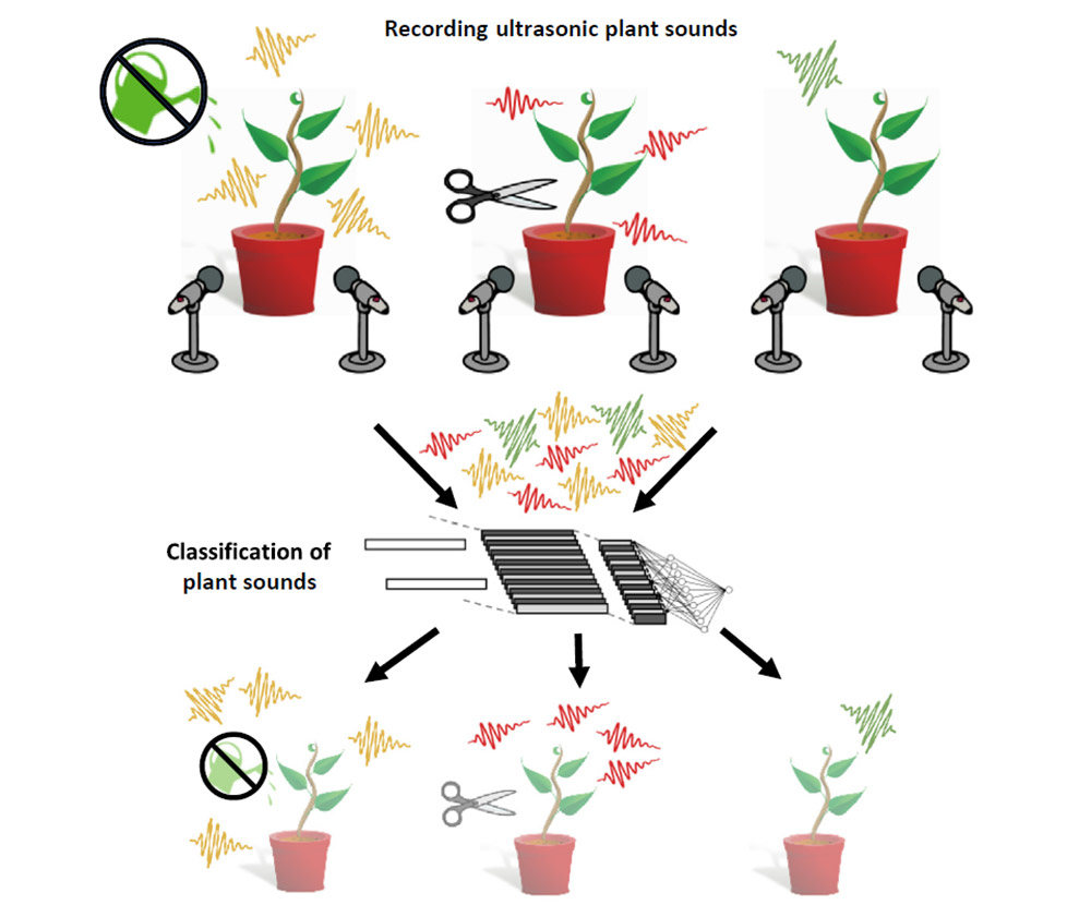 Pflanzen geben Laute von sich - Gestresste Pflanzen erzeugen spezifische,  für viele Tiere hörbare Ultraschall-Laute 