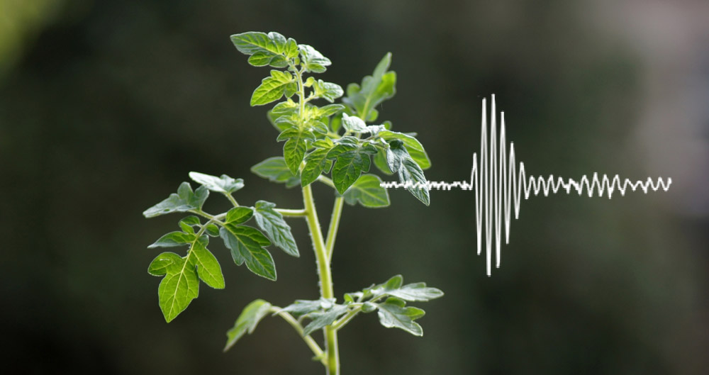 Pflanzen geben Laute von sich – Gestresste Pflanzen erzeugen spezifische, für viele Tiere hörbare Ultraschall-Laute – scinexx.de