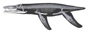 Skelett Lorrainosaurus