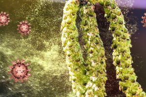 Pollen und Coronaviren