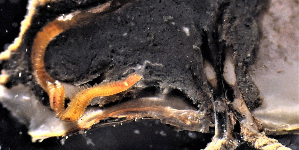 Würmer braune Häufige Schädlinge