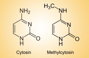 Methylierung von Cytosin