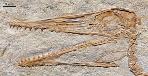 Pterodactylus-Kopf