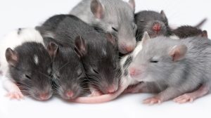 Ratten kuscheln