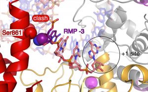 Rendesivir RNA