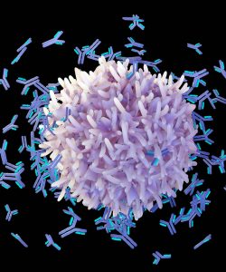 Immunzelle und Antikörper