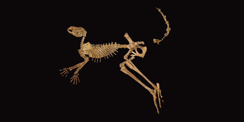 Neues fossiles Riesenkänguru entdeckt...