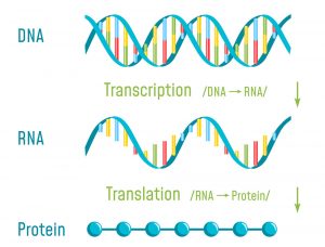 DNA, RNA,. Protein