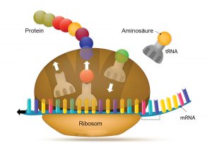 Ribosom