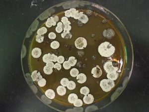Bakterienkolonien