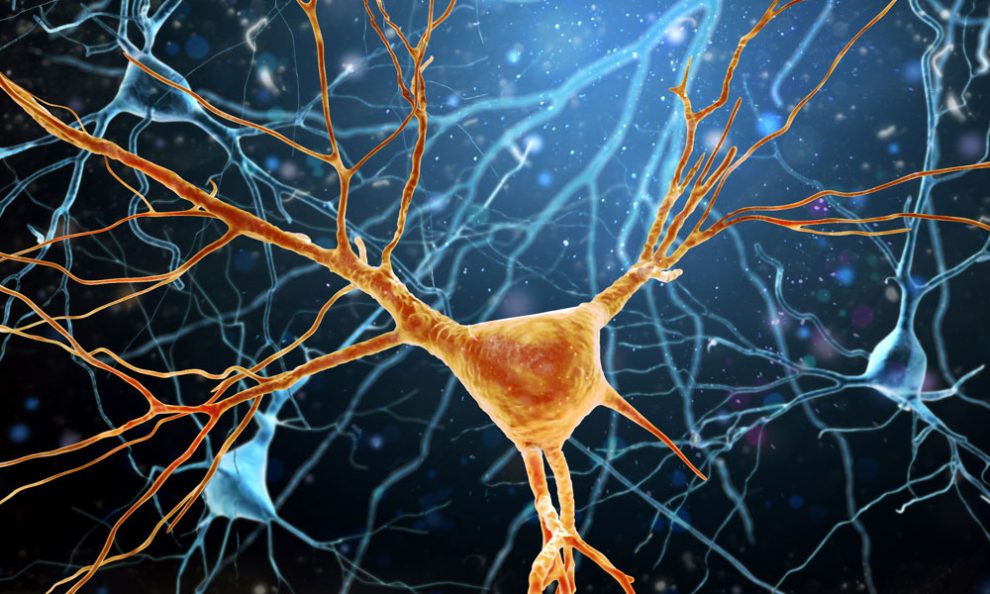 Illustration einer Nervenzelle