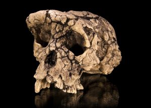 Sahelanthropus