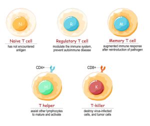 T-Zellen