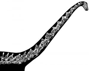 Halswirbel Diplodocus