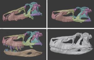 Schädelrekonstruktion Saurosuchus