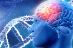 Gehirn und Gene