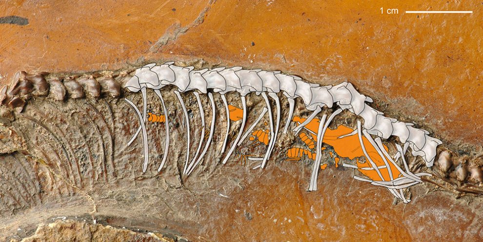 Fossil Schlange