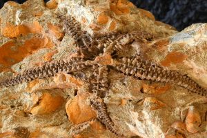 Fossil der in Südafrika neu entdeckten Schlangensternart „Krommaster spinosus“