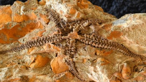 Fossil der in Südafrika neu entdeckten Schlangensternart „Krommaster spinosus“