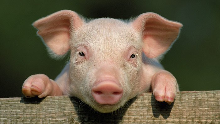Wie unsere Hausschweine entstanden - Domestizierte Schweine durchliefen  nach ihrer Ankunft in Europa einen beispiellosen genetischen Wandel -  scinexx.de