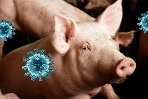 Schwein mit Coronaviren