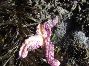 Pisaster ochraceaus