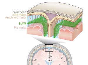 SLYM-Membran