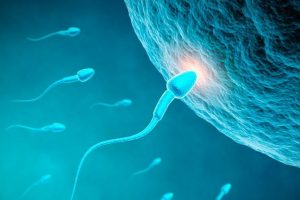Spermien und Ei