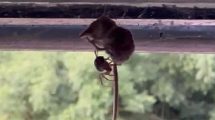 Spinne und Maus