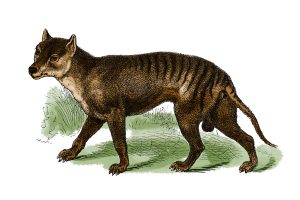 Zeichnung eines Tasmanischen Tigers