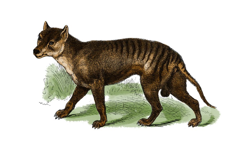 Zeichnung eines Tasmanischen Tigers