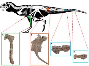 Raubsaurier Skelett