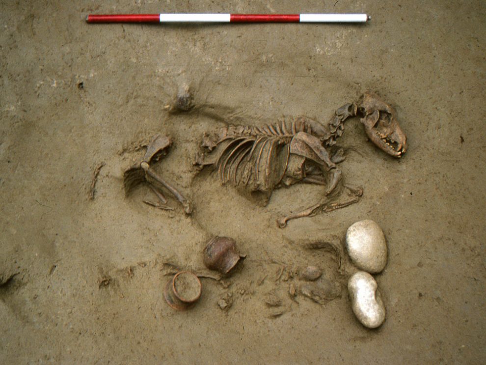 Überreste eines Tieres in einem Menschengrab