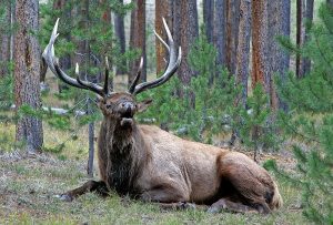 wapiti